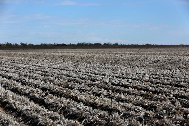 drought-stricken cotton crop