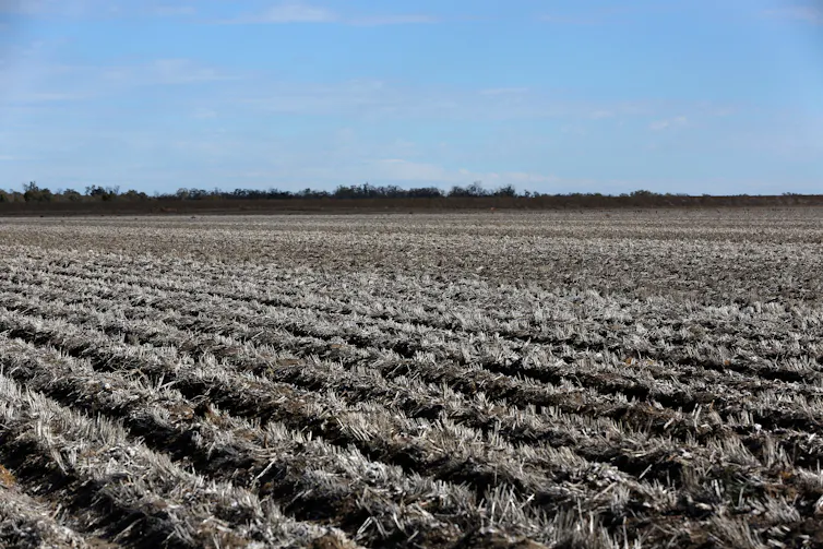 drought-stricken cotton crop