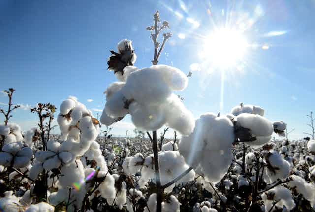 cotton growing in field