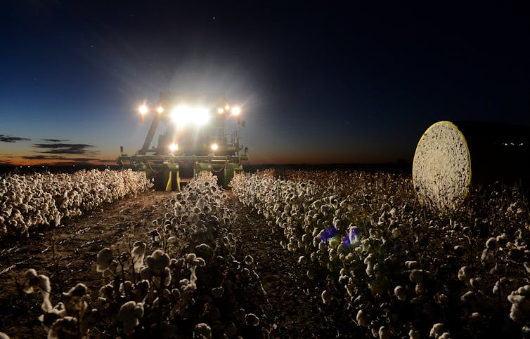 tractor drives through cotton field at night