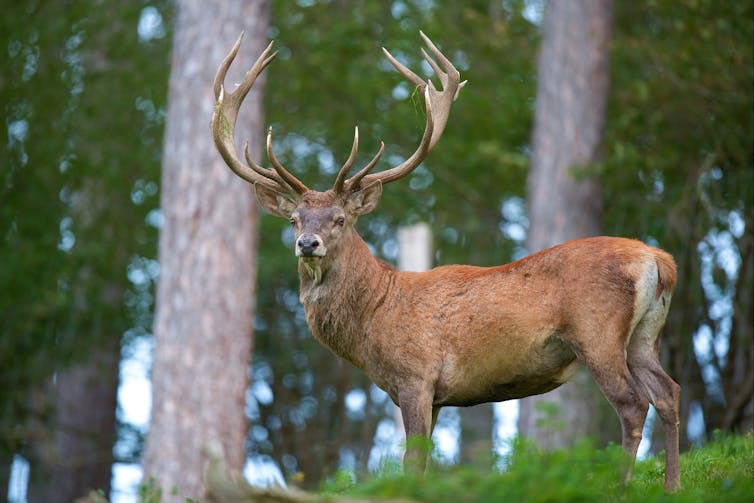 Despite the myth, deer are not an ecological substitute for moa and should be part of NZ’s predator-free plan