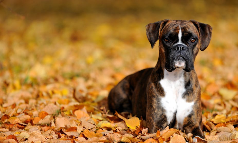 Picture of a boxer dog
