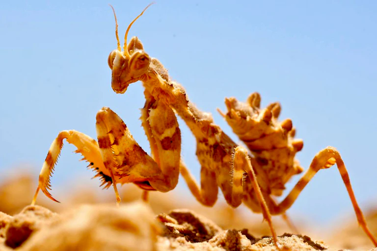 Un insecte est en plein soleil sur un sol desseché