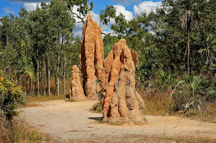Termitière pouvant atteindre 7m en Australie