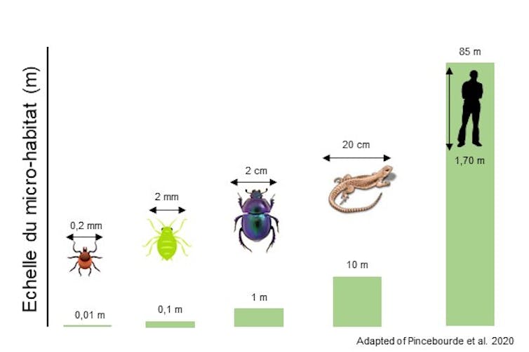 Pour un insecte de 2mm, le micro-habitat ne s’étire que sur 10 cm, contre 85 pour un homme