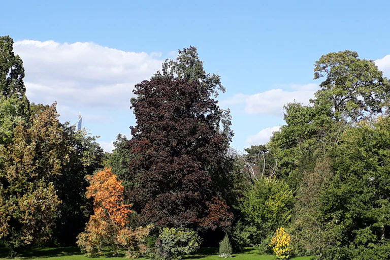 Arbres en automne dans un parc à Paris