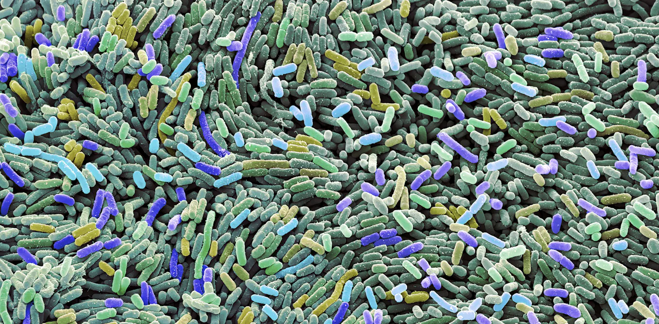 Clean Bacteria Genetically engineered bacteria make living materials for self ...