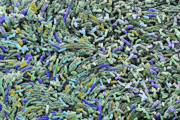 Microscopy image of colony of bacteria