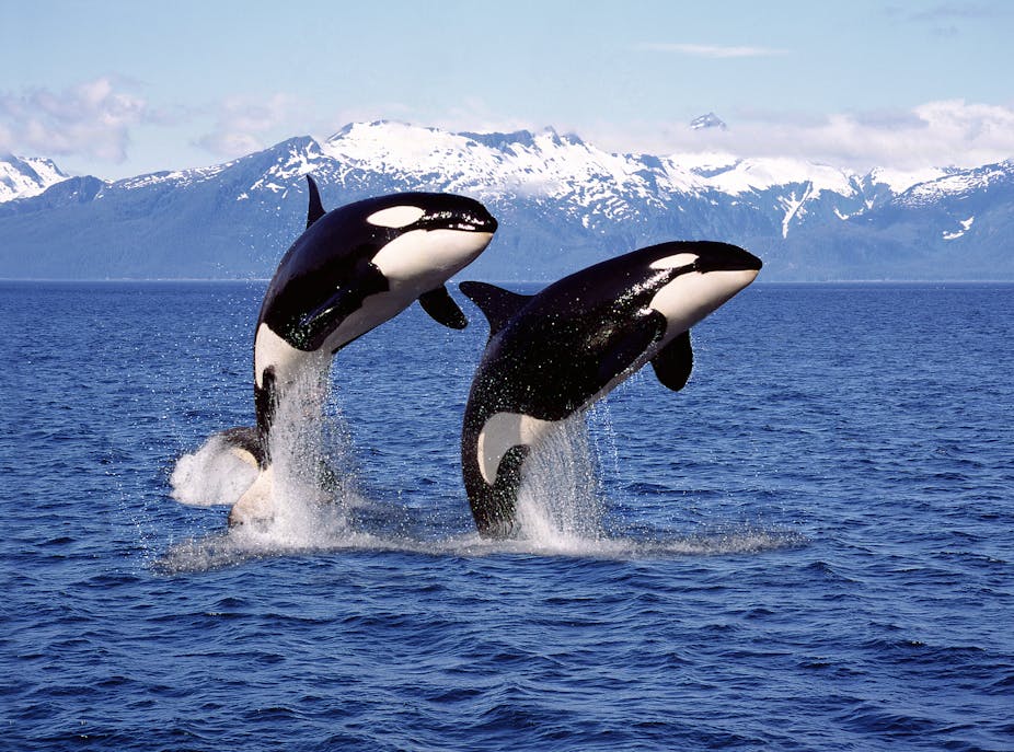 Two orcas leaping out of the sea, snowy mountains in background