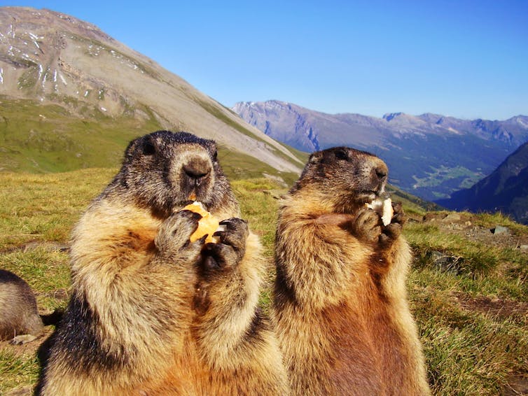 Two marmots eating