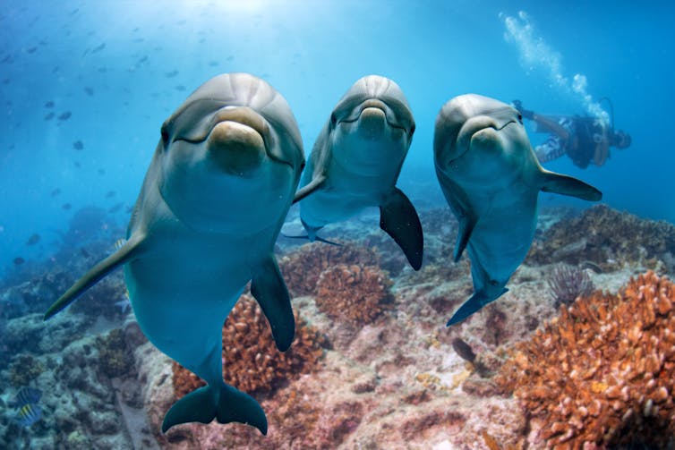 Trio of dolphins face the camera
