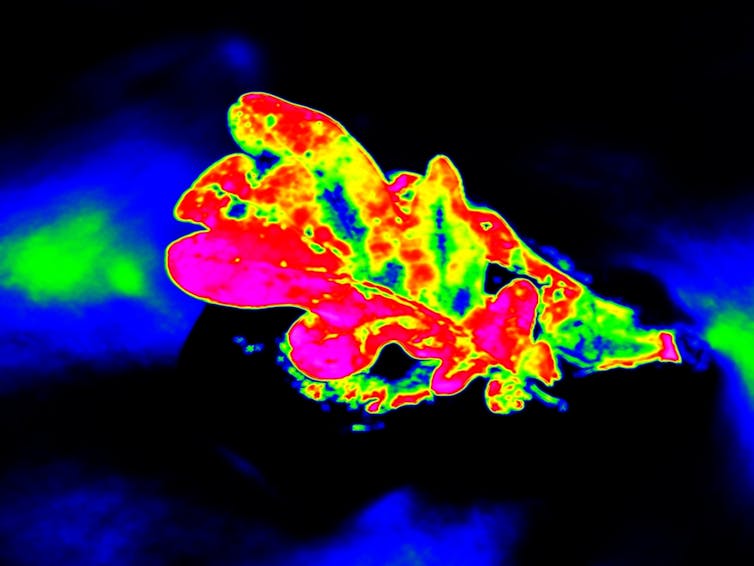 Vue par infrarouge d’une feuille de chêne, qui fait ressortir ses zones plus chaudes et plus froides
