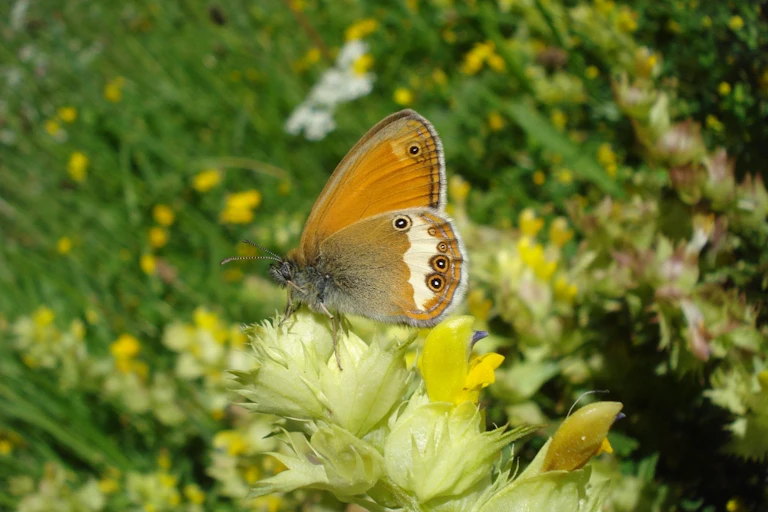 Mariposa de tonos marrones.