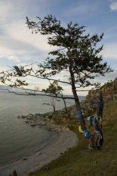 A tall tree with fabric bands tied around it grows by the edge of a lake.