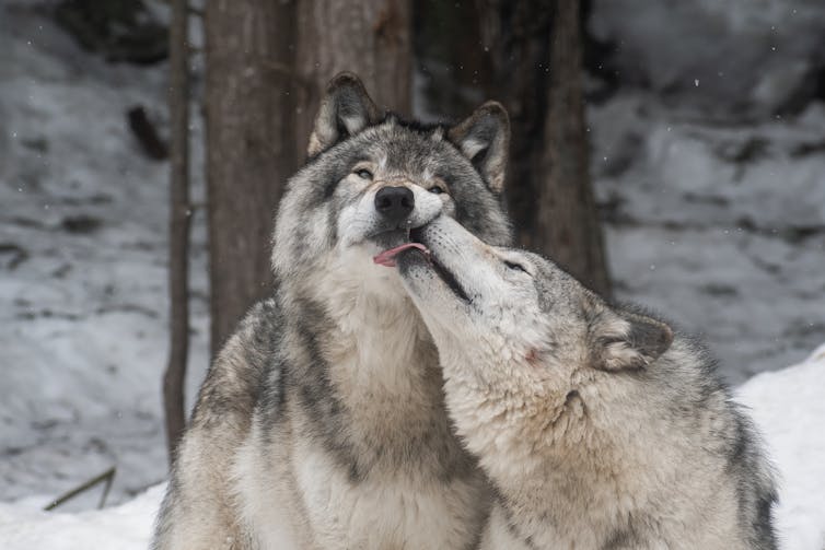 Landscape photo of two grey wolves playing in a snowy forest. One of them is licking the other one's face.