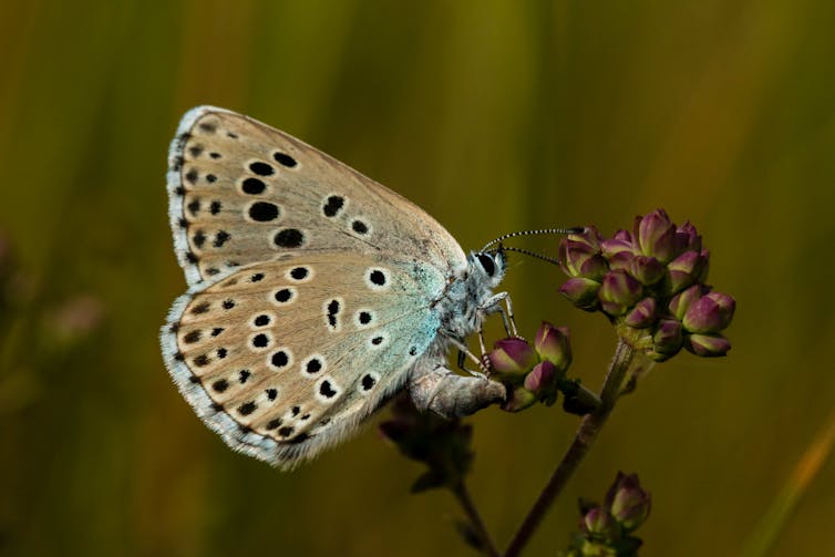 papillon
