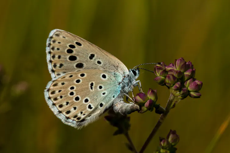 papillon