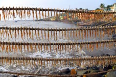 4 rows of bombay duck, a local fish, hanging to dry in front of a calm sea.