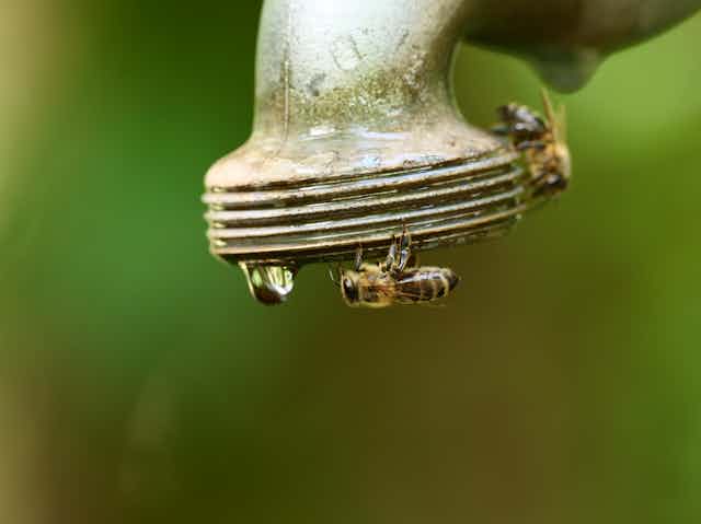 Bees crawl upside-down on a garden tap