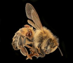 Летящая пчела с двумя коричневыми круглыми клещами, цепляющимися за нее.