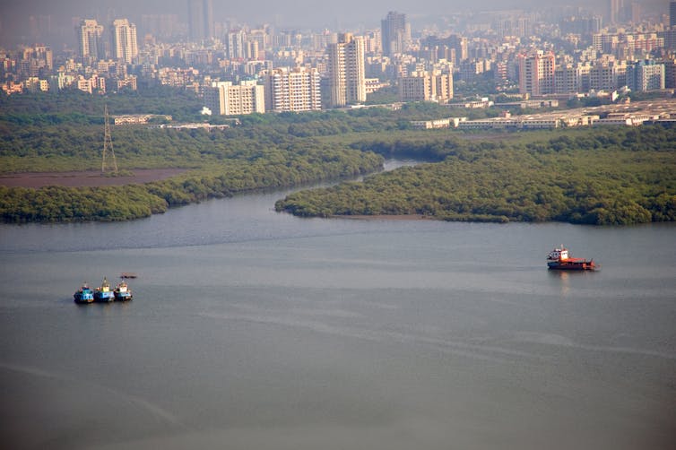 An aerial shot of a mangrove forest in the foreground of a large sprawling city.