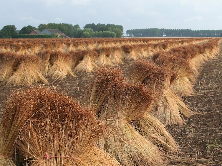 Bales of flax in a field, green trees, sky.