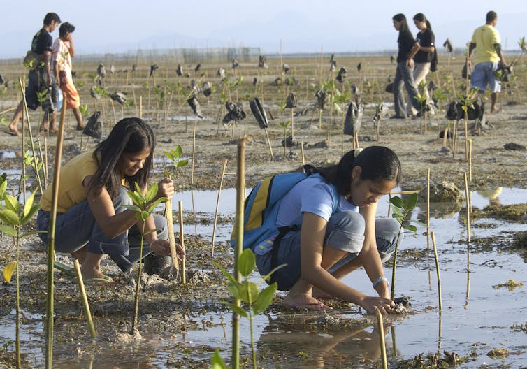 Mensen hurken neer om mangroven te planten.