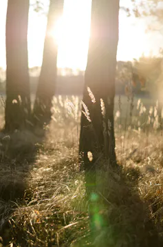 Photo du soleil qui filtre entre les arbres, lumière douce d’automne.