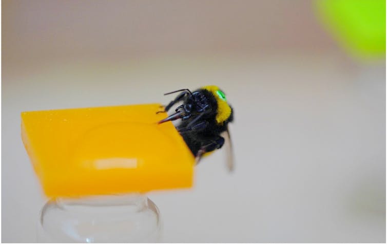 A bumblebee sitting on top of an artificial flower.
