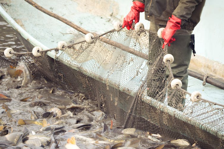 Fisher in red gloves pulling a net into their boat