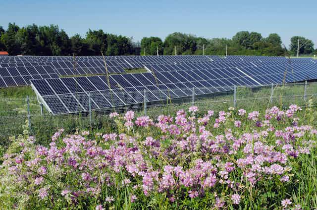 Rows of solar panels with pink flowers growing in the foreground.