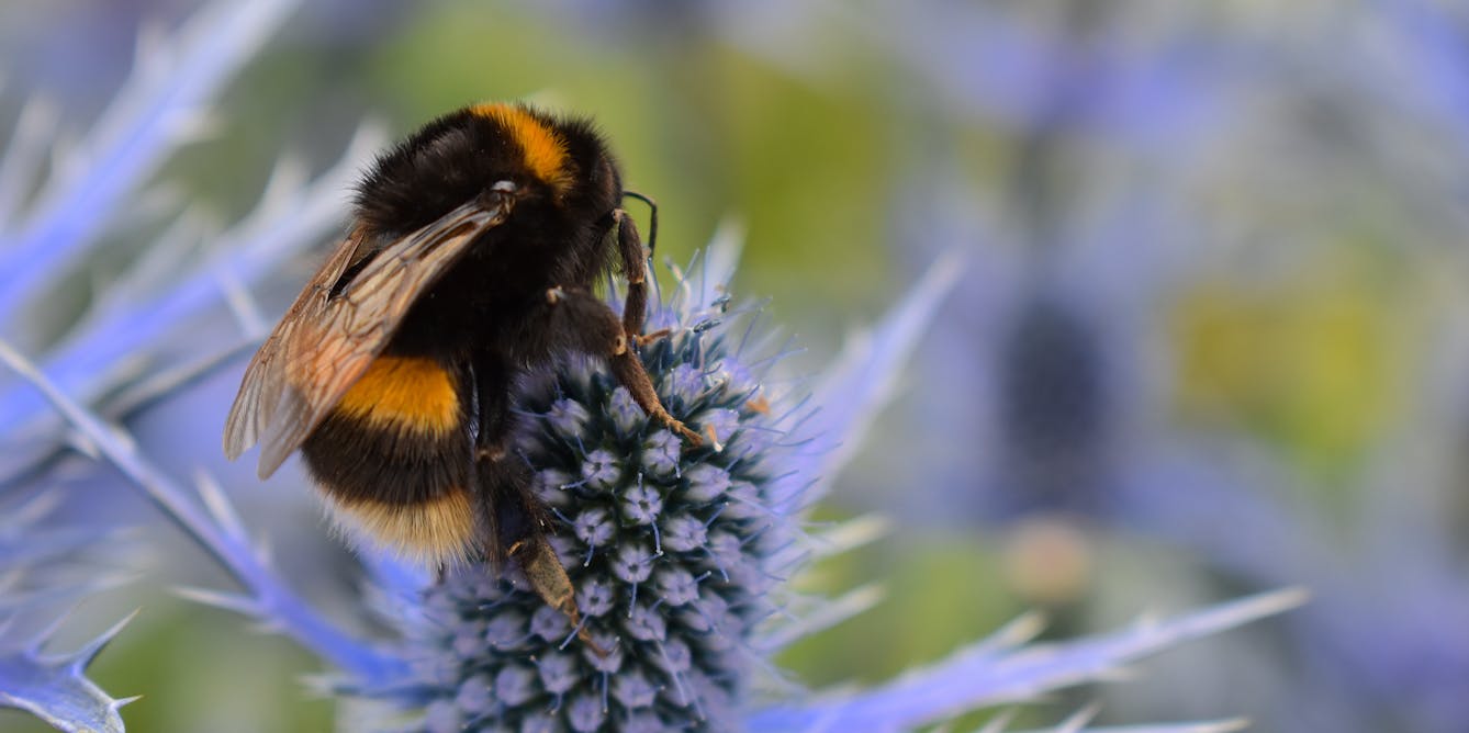 How to support the bumble bees - Garden tips - Garden Centres Canada