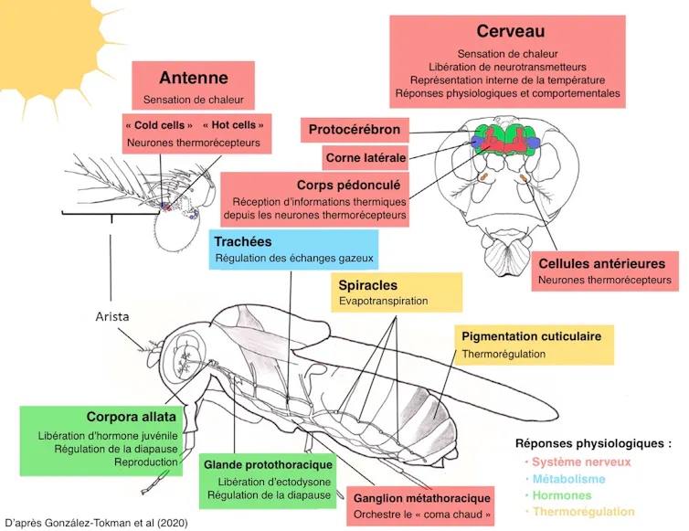 Schéma d’un insecte localisant ses capteurs de chaleur (antennes), de libération de la chaleur excédentaire (gaz respiratoires), etc.