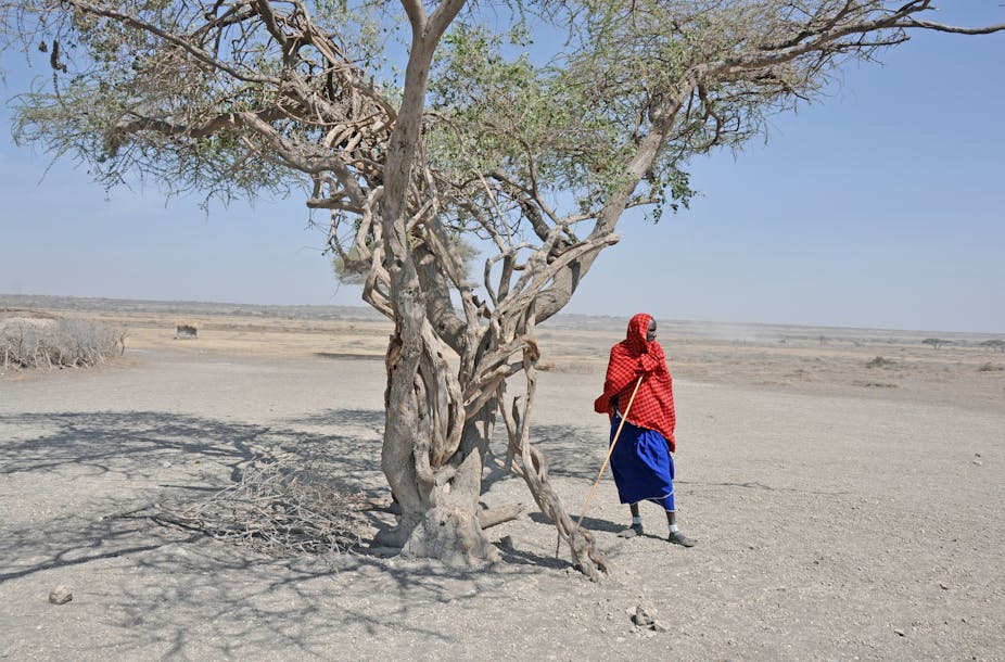Femme Masaï sous un arbre décharné dans un désert