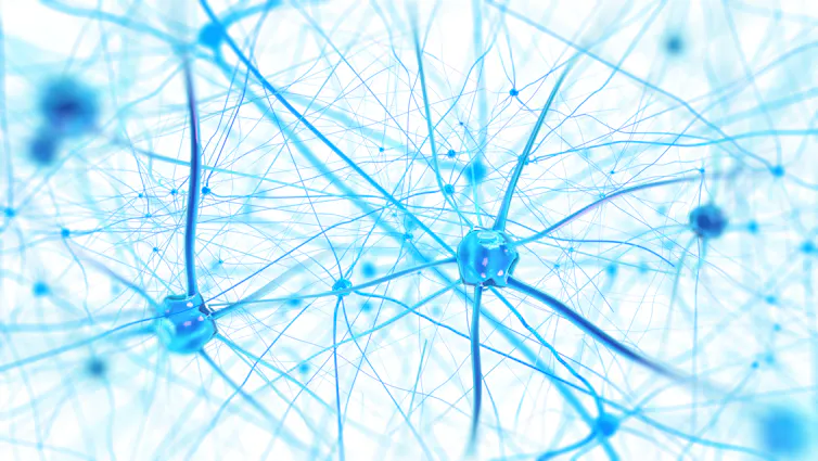 Neurons and axons in the brain.