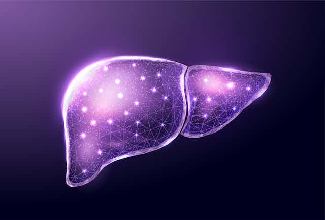 Illustration of human liver with small network of glowing white circles etched across it against a purple background