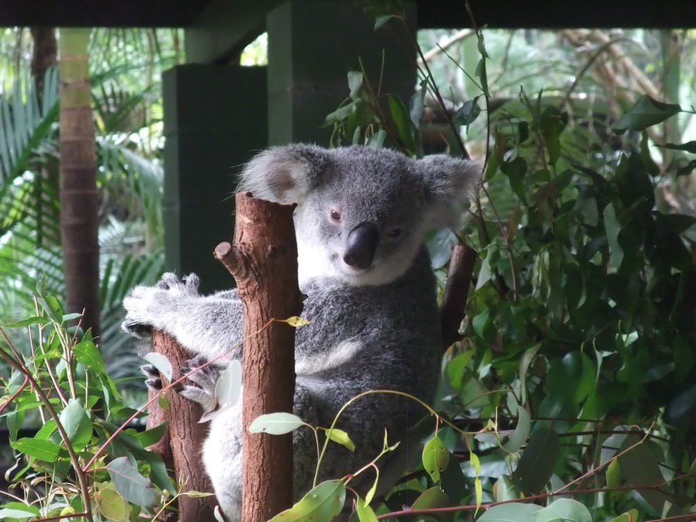 How many visitors can a koala bear? Not many, it seems