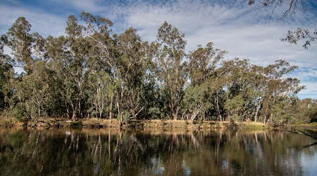 A river scene in the Australian landscape.