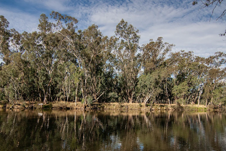 A river scene in the Australian landscape.