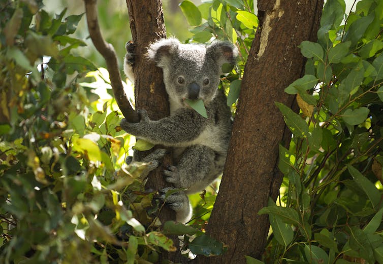 الكوالا يأكل أوراق الشجر جالسة على شجرة.