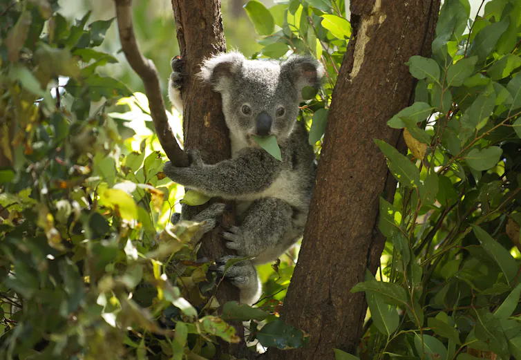 A koala eats leaves sitting in a tree.
