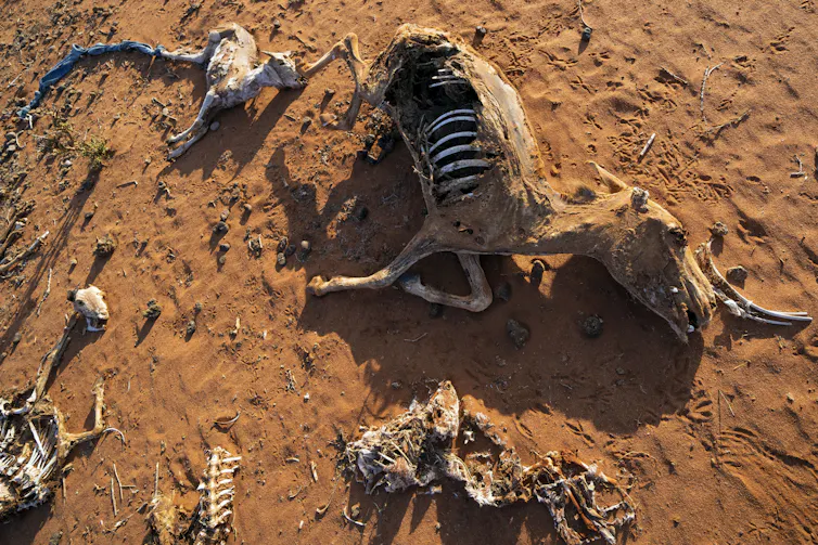 The skeletal remains of a donkey