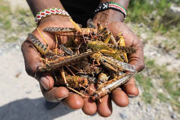 Hands holding dead locusts