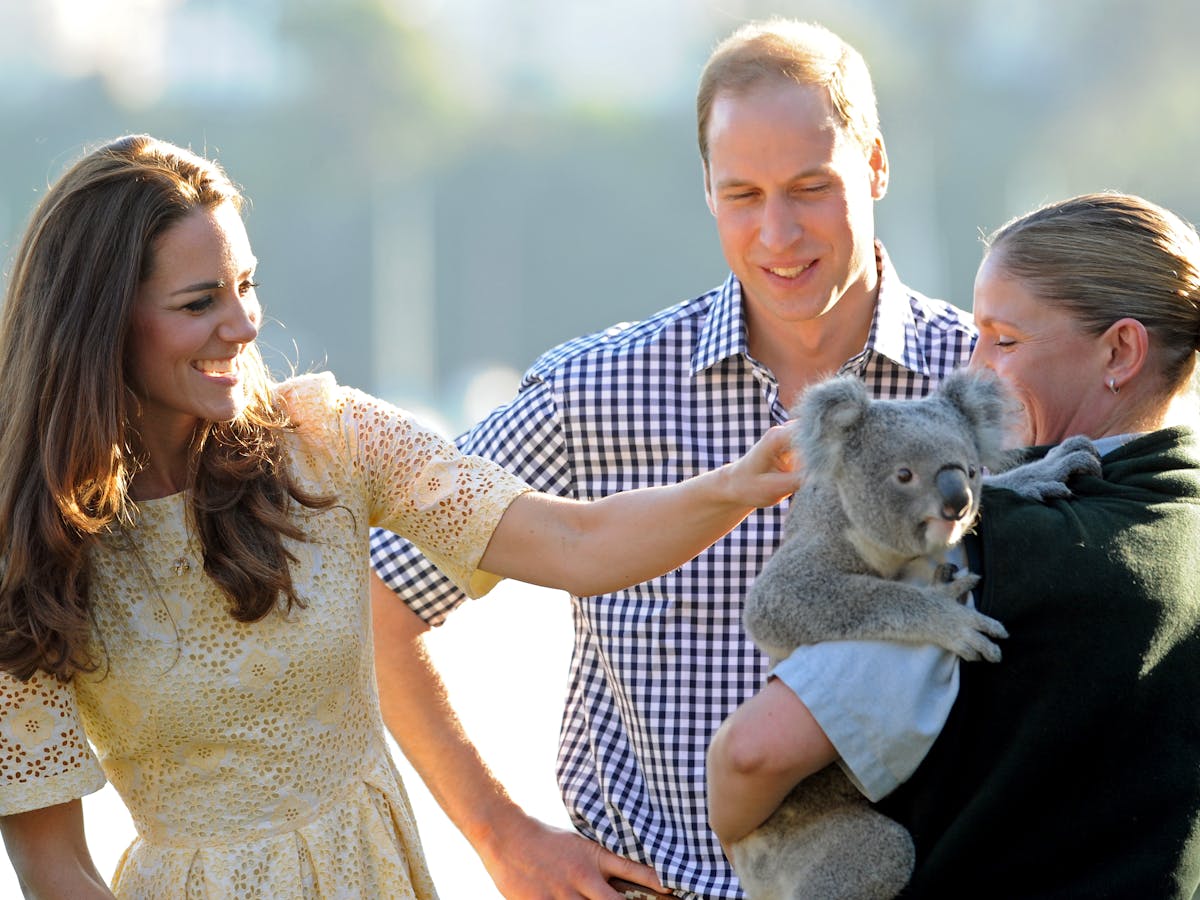 How Many Visitors Can A Koala Bear Not Many It Seems