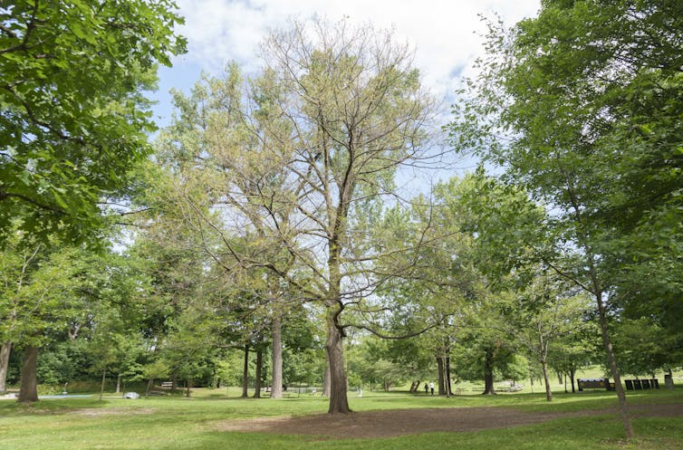 Trees with their leaves eaten