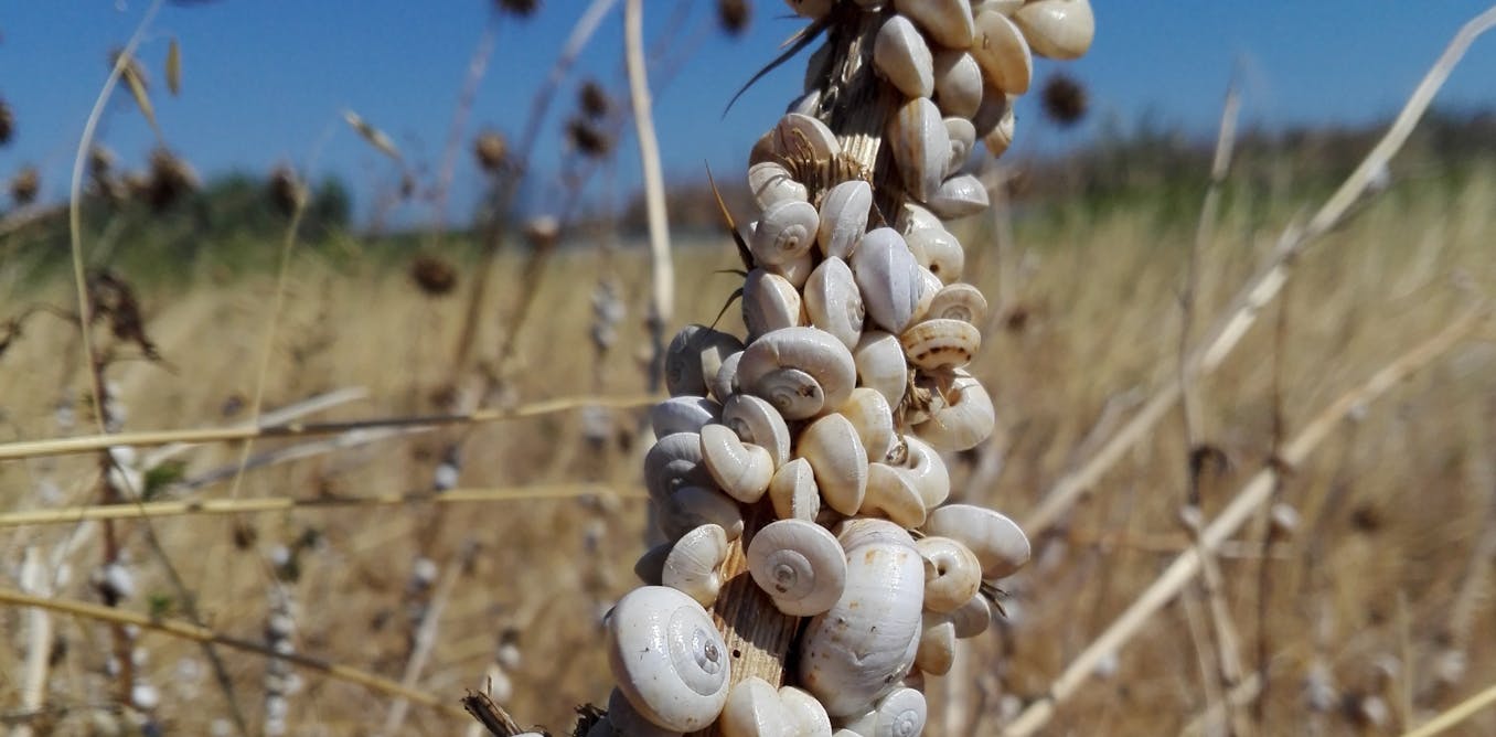 Les diversités de colorations, une stratégie d’adaptation pour les escargots des dunes