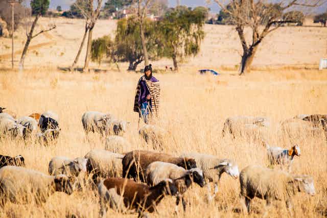 A man grazes his livestock. A general view of rural farming in the informal settlement