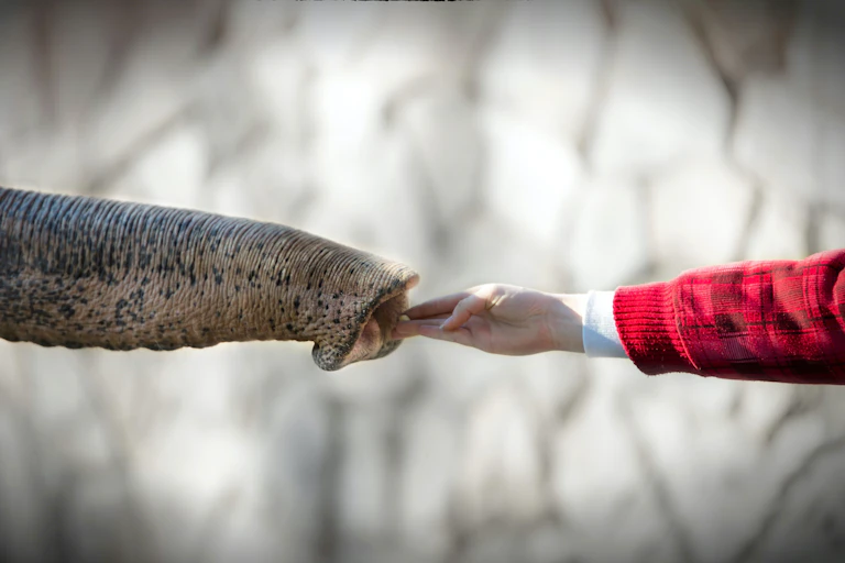 Trompa de elefante se encuentra con la mano de un niño.