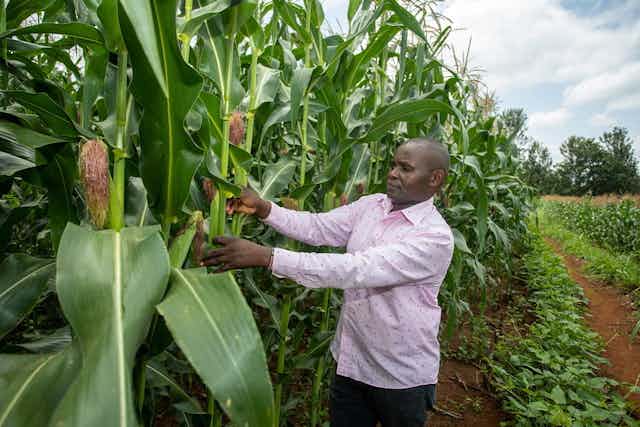 A farmer inspecting his maize crop