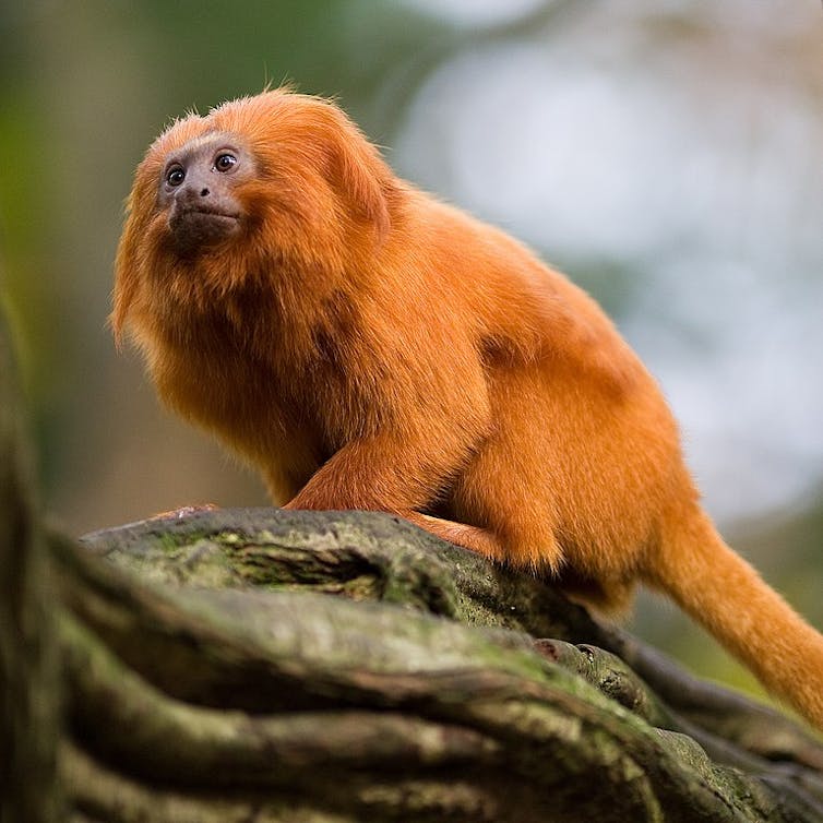 Lion Tamarin, a South American monkey.